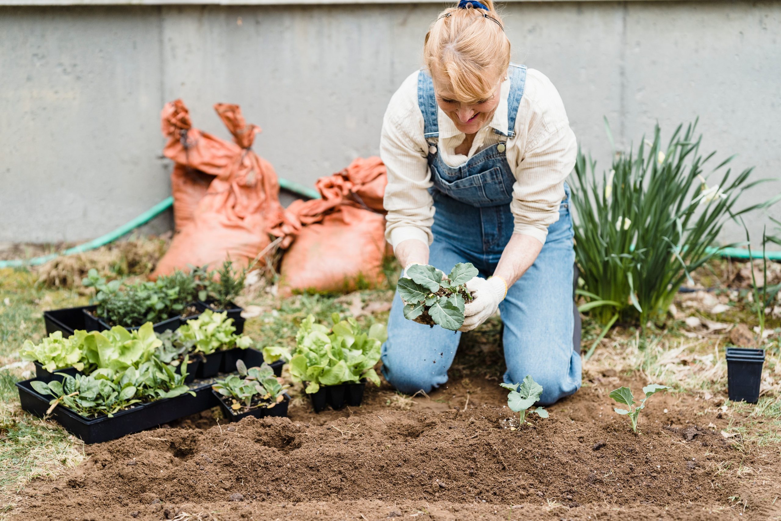 Jardiniere plantant des semis verts en terre