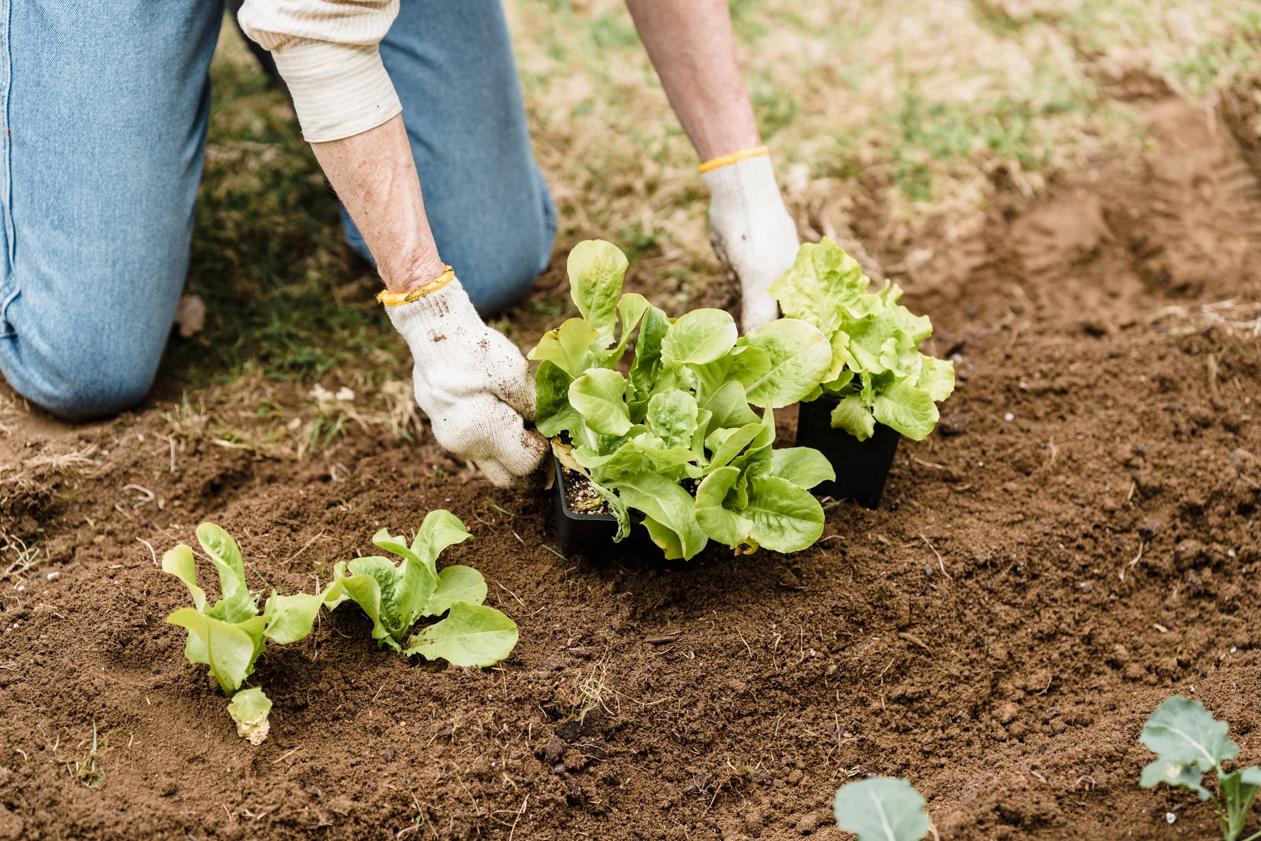 Jardinier plantant laitue en jardin exterieur