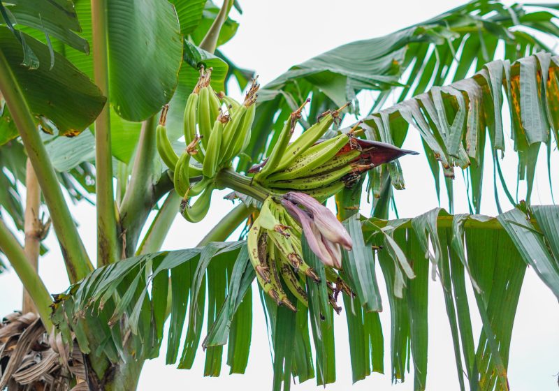 Comment avoir des bananes sur ton bananier ?