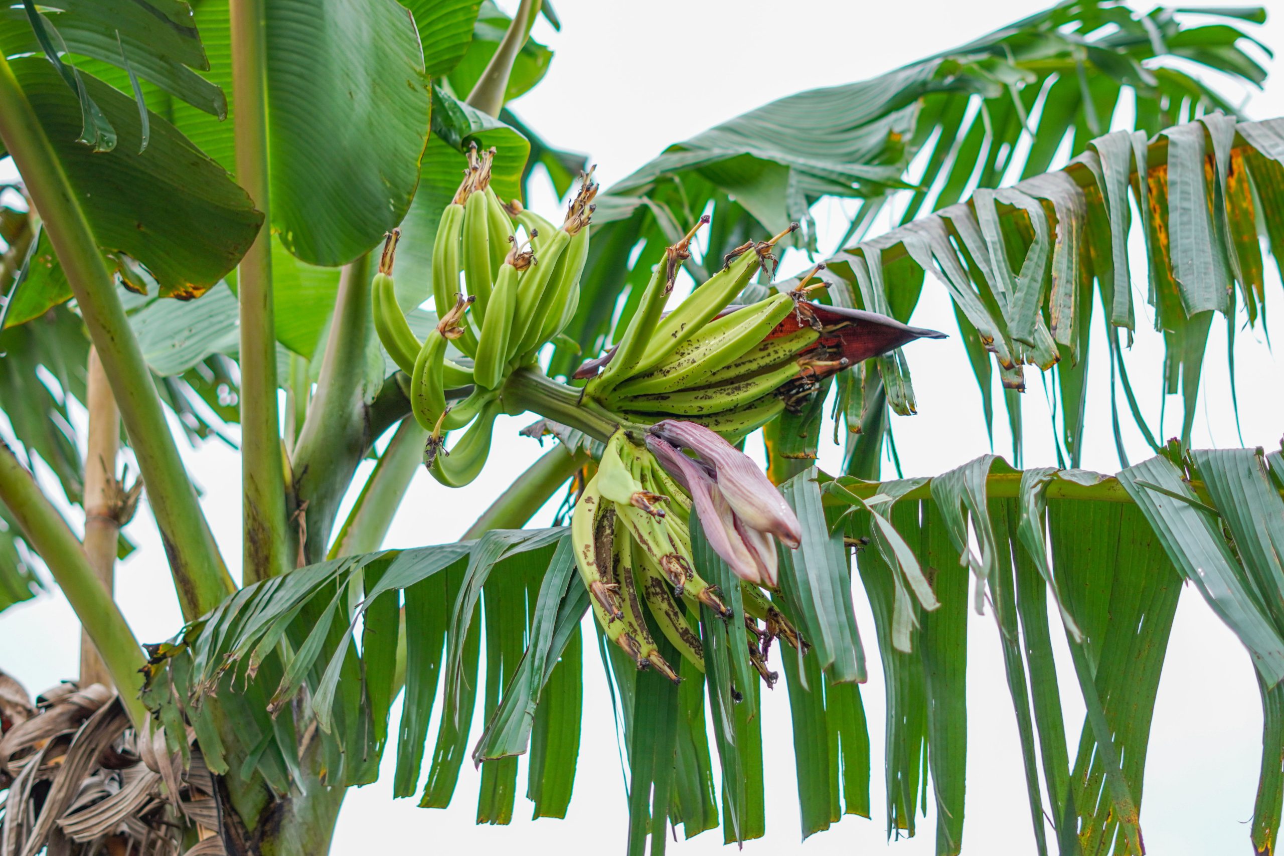 Comment avoir des bananes sur ton bananier ?