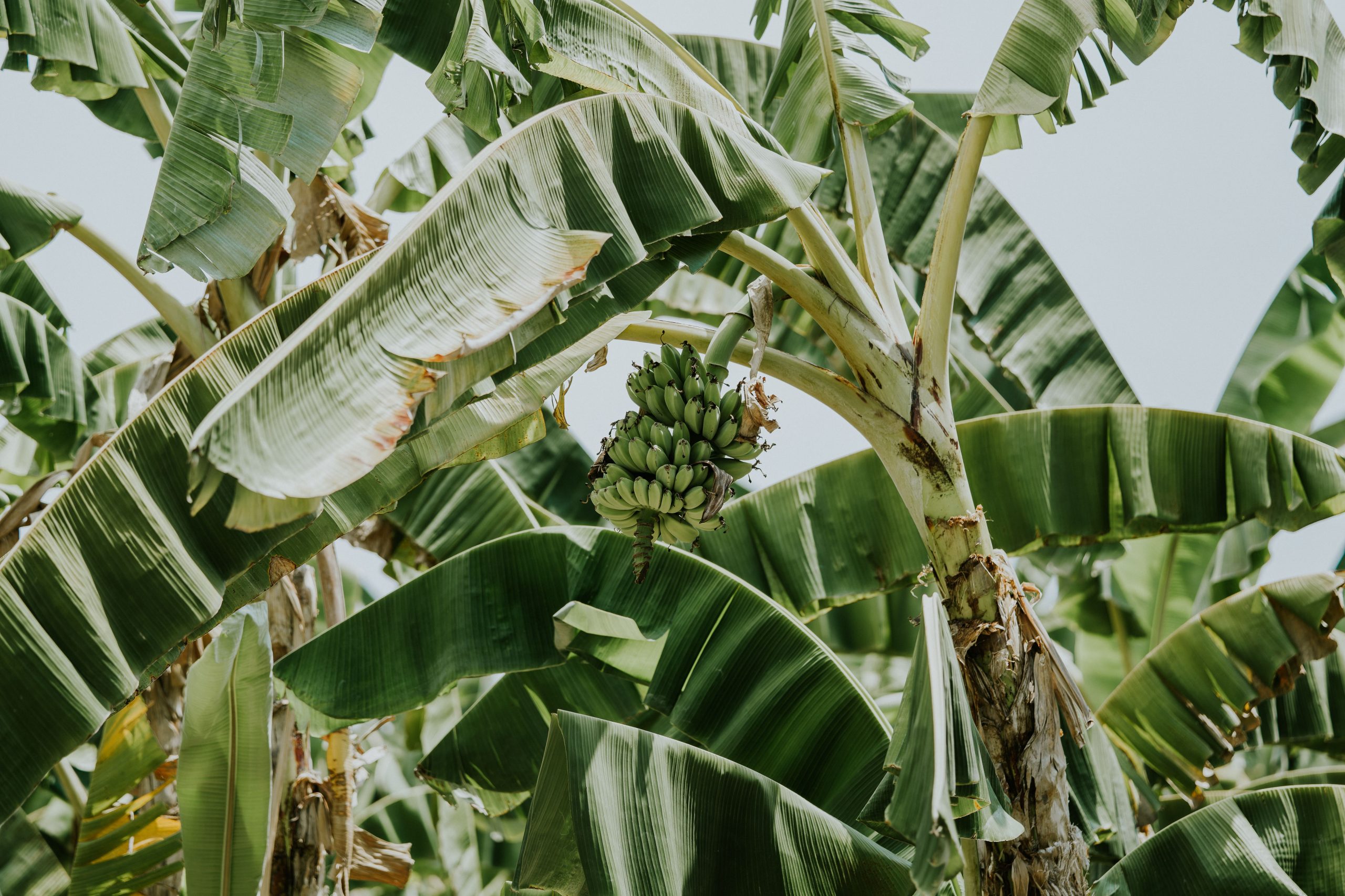 Bananier avec grappe bananes et larges feuilles