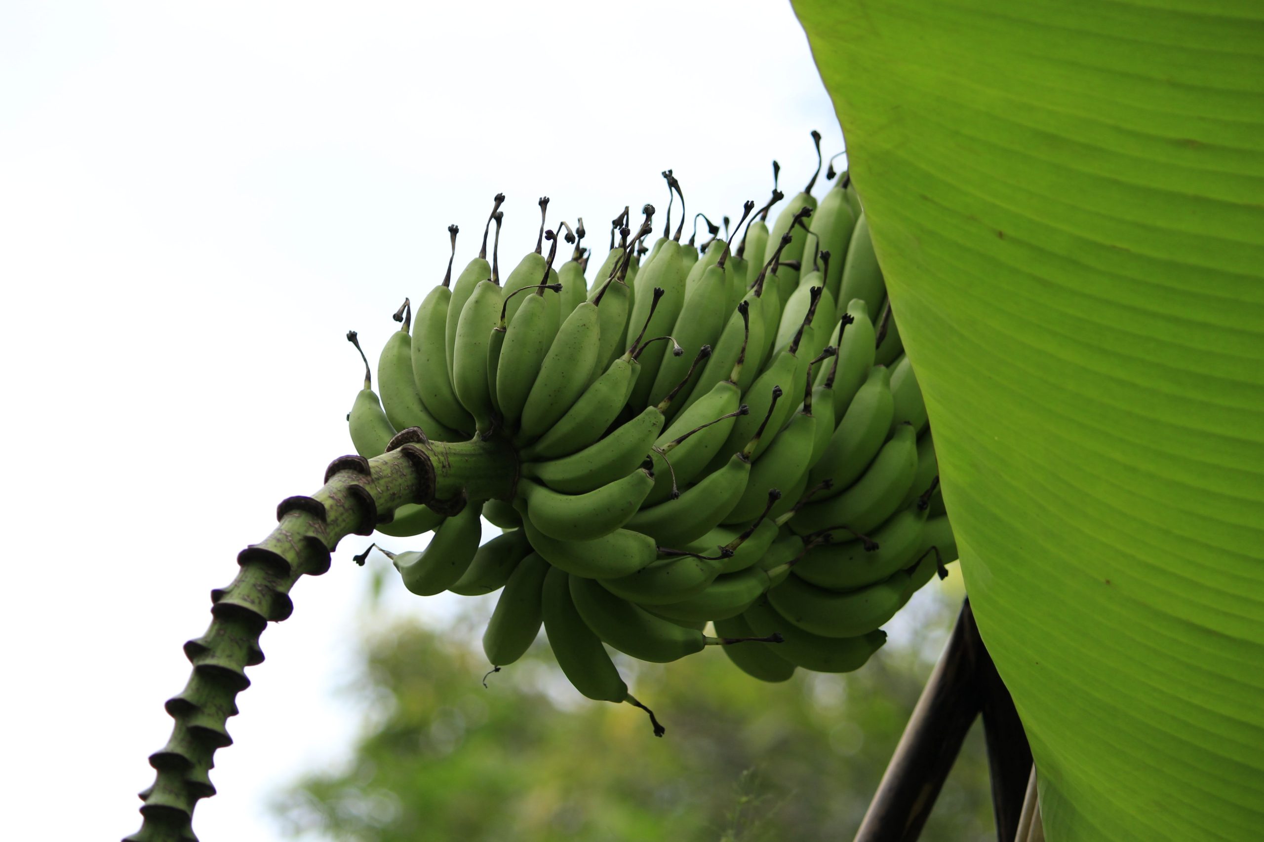 Régime bananes vertes sur arbre tropical feuillage