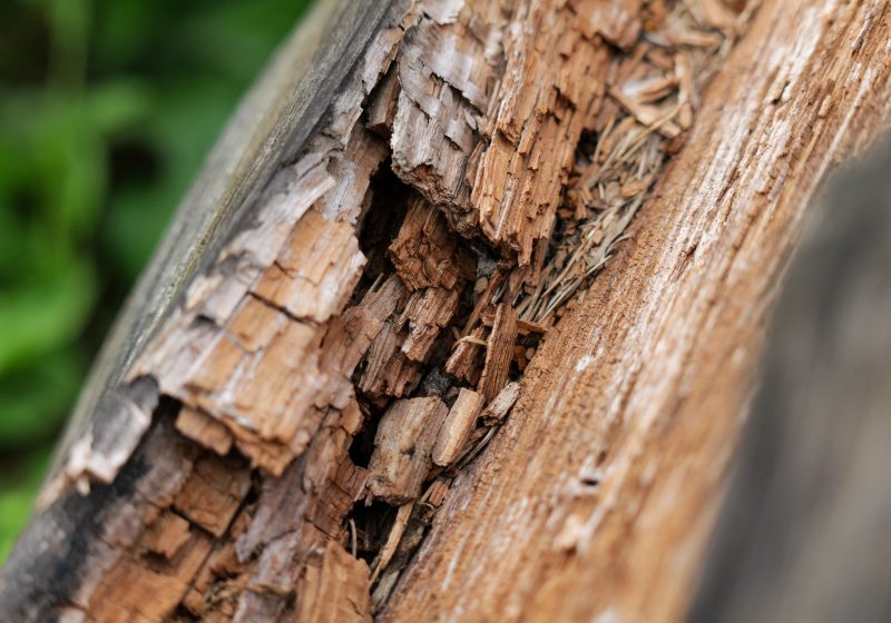 La mérule, c&rsquo;est quoi exactement pour ta maison ?